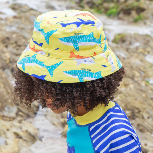 Harbour swim` sharks